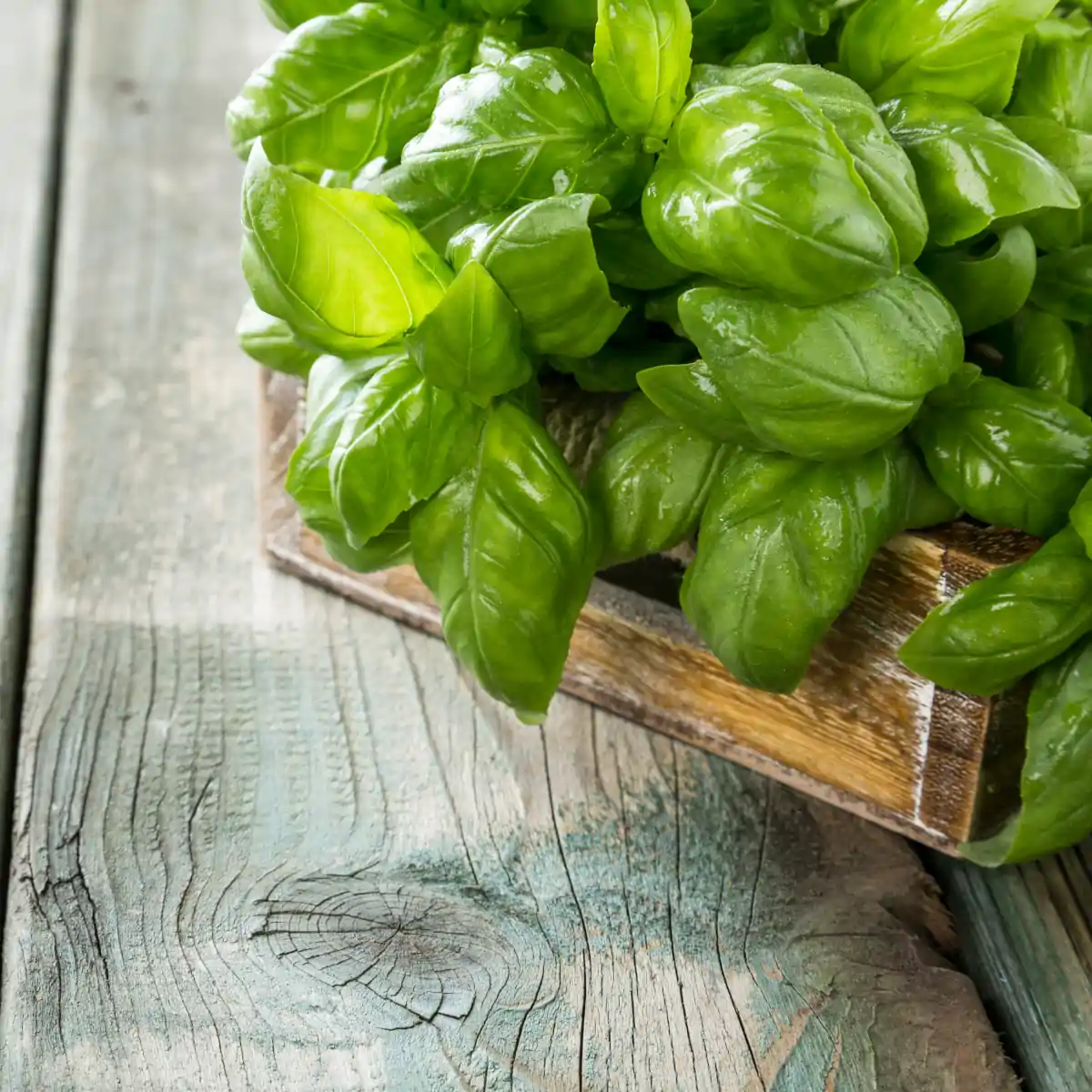 Basilikum gehört zu Kräutern und ist gut für unseren Darm Basilikum gehört zu den Kräutern und ist gut für unseren Darm