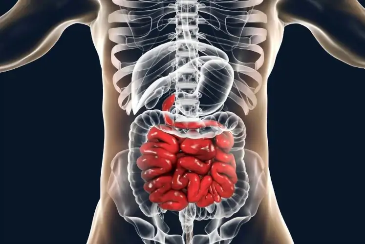 Unser Dickdarm im genauen Unser Dickdarm im genauen