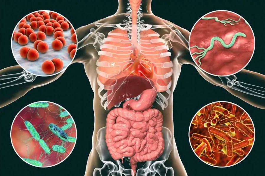 Bakterienstämme unseres Darms Bakterienstämme unseres Darms